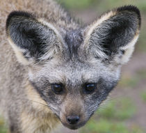 Bat-Eared Fox at Ndutu in the Ngorongoro Conservation Area by Danita Delimont