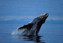 Breaching humpback whale by Danita Delimont