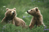 Kodiak Two sub-adult brown bears in grass and purple flowers von Danita Delimont