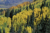 Yellow aspen and green pine mix in fall von Danita Delimont