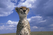 Close-up portrait of Adult Female Cheetah (Acinonyx jubatas) surveying savanna von Danita Delimont