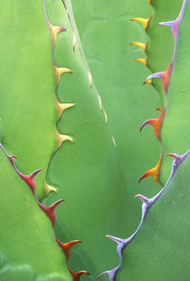 Agave (Agave shawii) by Danita Delimont