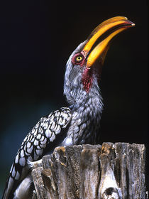 Yellow-billed hornbill on tree stump von Danita Delimont