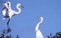 Two Great Egrets (Ardea alba) in a courtship ritual in which one partner passes a stick to the other von Danita Delimont