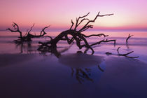 Tree graveyard on beach at twilight by Danita Delimont