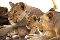 Lion cub among female lions (Panthera leo) by Danita Delimont