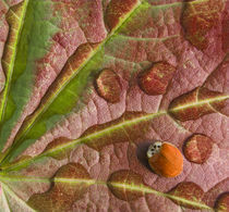 Ladybug on dewy maple leaf by Danita Delimont