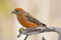 Portrait of male red crossbill perched on limb von Danita Delimont