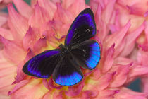 Eunica alcmena flora the Midnight Blue Butterfly from Peru by Danita Delimont
