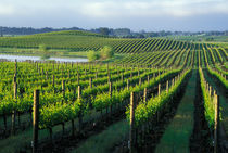 Grapevines in neat rows in California's Napa Valley wine country by Danita Delimont