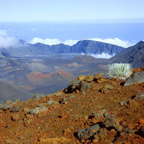 Silversword on Haleakala Crater Rim from near Visitor center von Danita Delimont