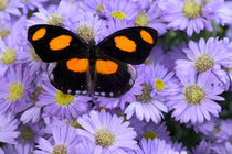 Catonephele numilia the Grecian Shoemaker Butterfly by Danita Delimont