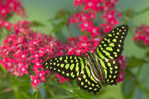 Graphium agamemnon the Tailed Jay Butterfly by Danita Delimont