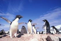 Adelie Penguin (Pygoscelis adeliae) rookery on Petermann Island near Lemaire Channel along Antarctic Peninsula von Danita Delimont