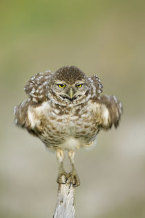 Close-up of burrowing owl (Athene cunicularia) shaking its feathers while standing on fence post von Danita Delimont