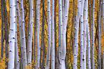 Intimate scene of aspen forest in fall von Danita Delimont