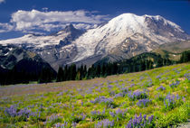 Rainier National Park by Danita Delimont