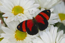 Callicore cynosura the Crimson Butterfly by Danita Delimont