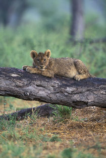 Lion cub (Panthera leo) sits on tree branch after rainstorm along Khwai River by Danita Delimont