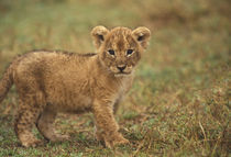 Lion Cub (Panthera Leo) by Danita Delimont
