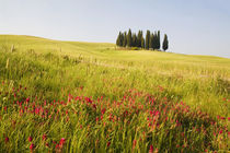 Grouping of Tuscan Cypress Trees In Wheat Field With Fresh Spring Flowers von Danita Delimont