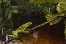 Guyana by Danita Delimont