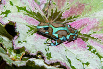 Close-up of a variety of poison dart frog on variegated leaf von Danita Delimont