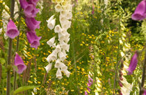 Fox glove blooms von Danita Delimont