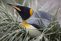 King Penguin (Aptenodytes patagonicus) resting on nest in tussock grass in crowded rookery at Salisbury Plains by Danita Delimont