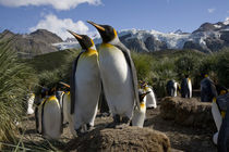 King Penguins (Aptenodytes patagonicus) nesting in rookery in tussock grass along coast at Gold Harbour von Danita Delimont