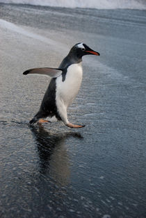 Gentoo penguin on beach (Pygoscelis papua) by Danita Delimont