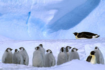 Emperor Penguins and chicks (Aptenodytes forsteri) by Danita Delimont