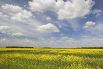 Field of mustard flowers in springtime by Danita Delimont