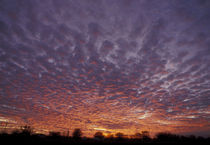 Altocumulus clouds at sunset von Danita Delimont