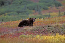 Grizzly bear on Fall tundra by Danita Delimont