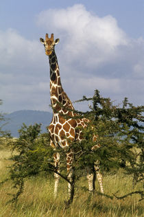 Reticulated giraffe (Giraffa camelopardalis reticulata) von Danita Delimont