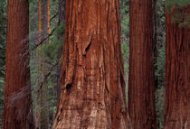 Sequoias von Danita Delimont