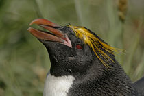 Profile of macaroni penguin head by Danita Delimont