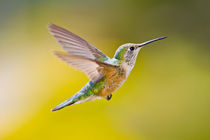 Side view close-up of female rufous hummingbird in flight by Danita Delimont
