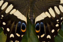 Washington Tropical Butterfly Photograph of Papilio ophidicephalus the Emperor Swallowtail from Africa on Orchid von Danita Delimont