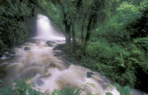 Cascade and cloud rainforest by Danita Delimont