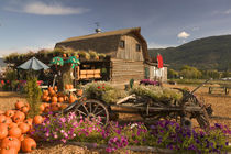 Log Barn Fruitstand /Autumn von Danita Delimont