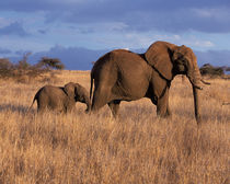 Lewa Downs African Elephant - Loxodonta africana by Danita Delimont
