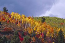 Logan Canyon in Utah in autumn with passing storm von Danita Delimont