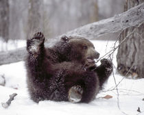 Juvenile grizzly plays with tree branch in winter by Danita Delimont