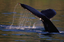 Surfacing humpback whale (Megaplera novaengliae von Danita Delimont