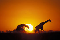 Giraffe (Giraffa camelopardalis) walks past setting sun along banks of Chobe River von Danita Delimont