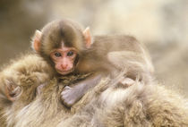 (Macaca fuscata) (NOT AVAILABLE FOR EUROPEAN CLIENTS) by Danita Delimont