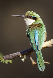 Somali bee-eater bird on limb von Danita Delimont