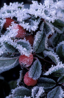 Oregon Leaves and berries encased in ice by Danita Delimont